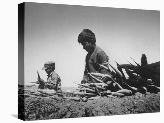 Migrant Farm Workers Picking Carrots-null-Premier Image Canvas