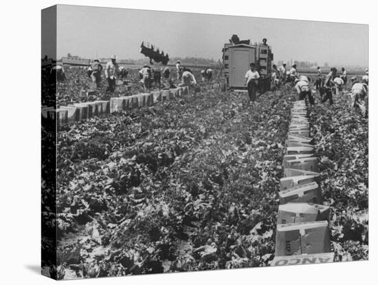 Migrant Farm Workers Picking Lettuce-null-Premier Image Canvas