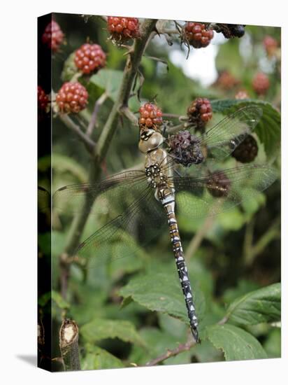Migrant Hawker Dragonfly Mature Male Resting on Blackberries in Autumn Hedgerow, Norfolk, UK-Gary Smith-Premier Image Canvas