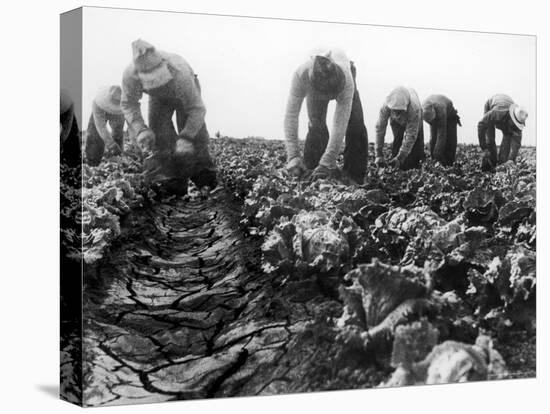 Migrant Laborers Crop Lettuce in a Posture They Maintain All Day Long-Dorothea Lange-Premier Image Canvas