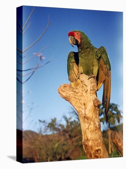 Military Macaw-Eliot Elisofon-Premier Image Canvas