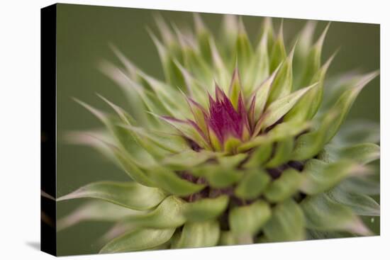 Milk Thistle (Asteraceae Carduus), Kansas, USA-Michael Scheufler-Premier Image Canvas