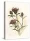 Milk Thistle Study II-Ethan Harper-Stretched Canvas