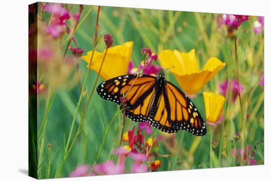 Milkweed Butterfly on California-null-Premier Image Canvas