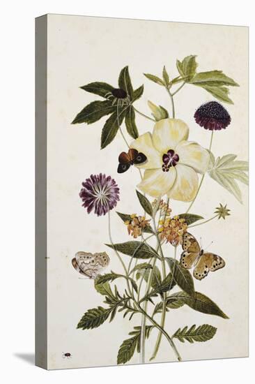 Milkweed, Poppy and Hibiscus with Butterflies and a Beetle-Thomas Robins Jr-Premier Image Canvas