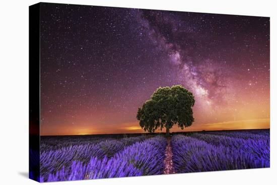 Milky Way over a lavender field in Guadalajara province, Spain, Europe-David Rocaberti-Premier Image Canvas