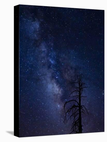 Milky way over the Carson National Forest, Tres Piedras, New Mexico-Maresa Pryor-Premier Image Canvas