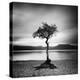 Millarrochy Tree-Nina Papiorek-Premier Image Canvas