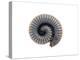 Millipede Rolled Up for Defense, Alicante, Spain-Niall Benvie-Premier Image Canvas