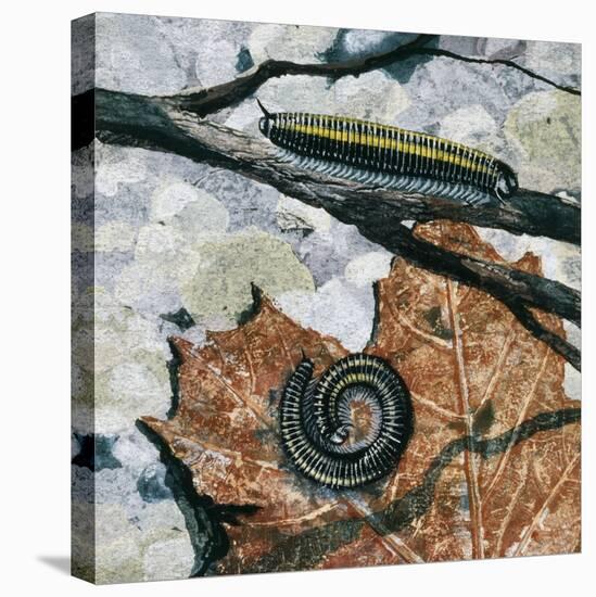 Millipedes (Julus Sp), Diplopoda, Drawing-null-Premier Image Canvas