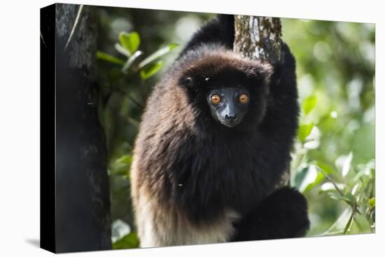 Milne-Edwards Sifaka (Propithecus Edwardsi), Ranomafana National Park, Madagascar Central Highlands-Matthew Williams-Ellis-Premier Image Canvas