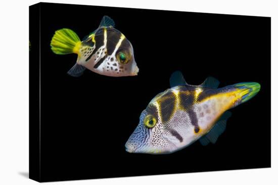 Mimic leatherjacket / Blacksaddle mimic filefish, Indo-Pacific-Georgette Douwma-Premier Image Canvas