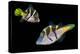 Mimic leatherjacket / Blacksaddle mimic filefish, Indo-Pacific-Georgette Douwma-Premier Image Canvas