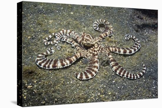 Mimic Octopus-Georgette Douwma-Premier Image Canvas