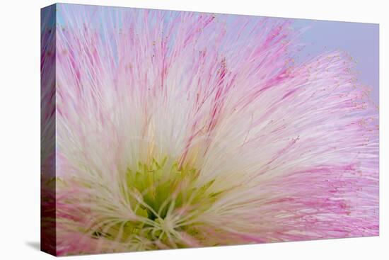 Mimosa Tree Blossom III-Kathy Mahan-Premier Image Canvas