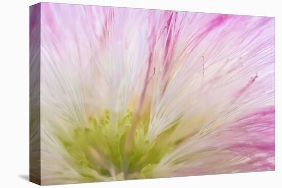 Mimosa Tree Blossom IV-Kathy Mahan-Premier Image Canvas