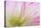 Mimosa Tree Blossom IV-Kathy Mahan-Premier Image Canvas