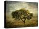 Mimosa Tree-Jessica Jenney-Premier Image Canvas