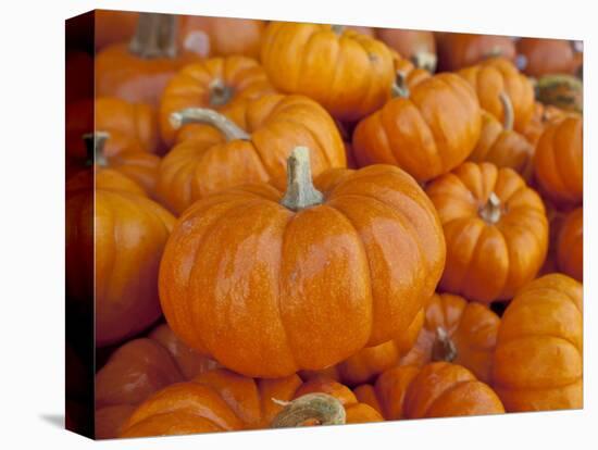 Mini pumpkins at fruit stand, Los Angeles, CA-Rob Sheppard-Premier Image Canvas