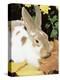 Mini Rex Domestic Rabbit, USA-Lynn M. Stone-Premier Image Canvas