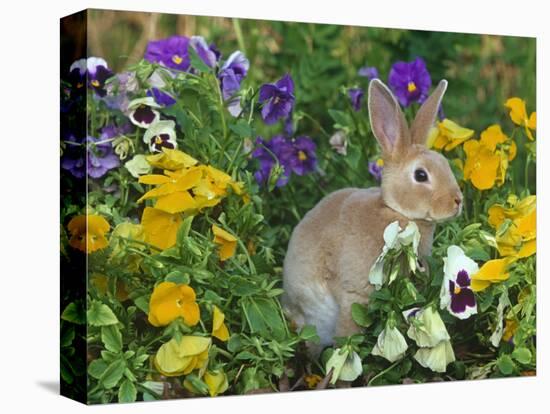 Mini Rex Rabbit, Amongst Pansies, USA-Lynn M. Stone-Premier Image Canvas