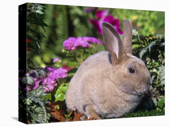 Mini Rex Rabbit, USA-Lynn M. Stone-Premier Image Canvas