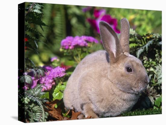 Mini Rex Rabbit, USA-Lynn M. Stone-Premier Image Canvas