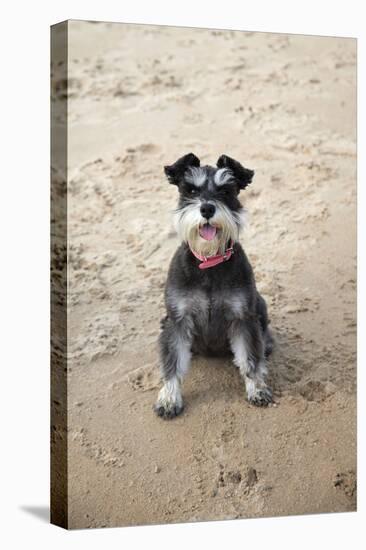Mini Schnauzer Dog on Beach-null-Premier Image Canvas