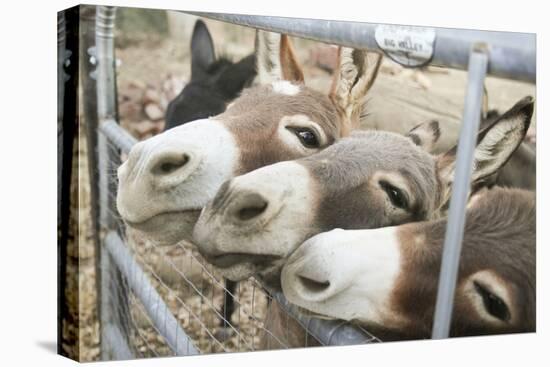 Miniature Donkeys on a Ranch in Northern California, USA-Susan Pease-Premier Image Canvas