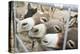 Miniature Donkeys on a Ranch in Northern California, USA-Susan Pease-Premier Image Canvas