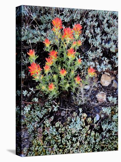 Miniature Garden at Gem Lake, Ansel Adams Wilderness, California, USA-Mark Williford-Premier Image Canvas