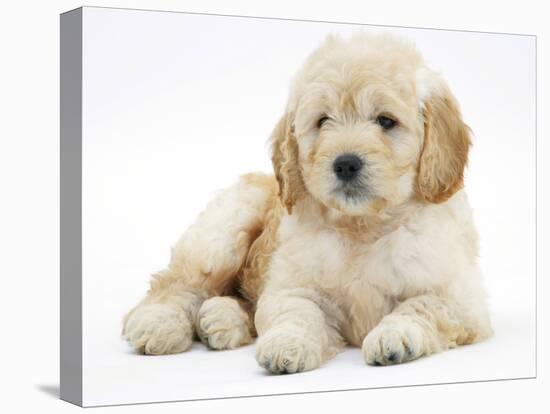 Miniature Goldendoodle Puppy (Golden Retriever X Poodle Cross) 7 Weeks, Lying Down-Mark Taylor-Premier Image Canvas