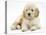 Miniature Goldendoodle Puppy (Golden Retriever X Poodle Cross) 7 Weeks, Lying Down-Mark Taylor-Premier Image Canvas