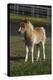 Miniature Horse 001-Bob Langrish-Premier Image Canvas