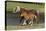 Miniature Horse 002-Bob Langrish-Premier Image Canvas