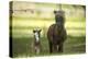 Miniature horse family-Maresa Pryor-Premier Image Canvas
