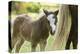 Miniature horse filly with mom, mare,-Maresa Pryor-Premier Image Canvas