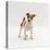 Miniature Jack Russell Terrier Bitch Puppy, 20 Weeks Old-Jane Burton-Premier Image Canvas