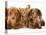 Miniature Long-Haired Dachshund Puppies with British Shorthair Red Tabby Kitten-Jane Burton-Premier Image Canvas