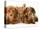 Miniature Long-Haired Dachshund Puppies with British Shorthair Red Tabby Kitten-Jane Burton-Premier Image Canvas
