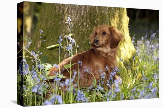 Miniature Long Haired Dachshund Sitting in Bluebells-null-Premier Image Canvas