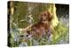 Miniature Long Haired Dachshund Sitting in Bluebells-null-Premier Image Canvas
