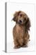 Miniature Long-Haired Dachshund-null-Premier Image Canvas