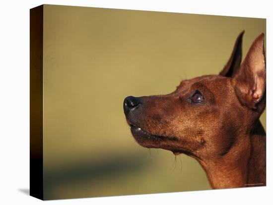 Miniature Pinscher Looking Up-Adriano Bacchella-Premier Image Canvas