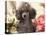 Miniature Poodle-null-Premier Image Canvas