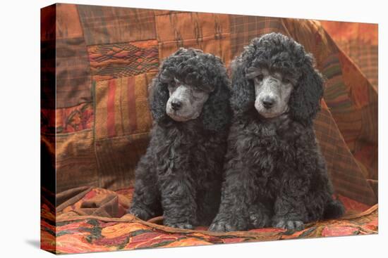 Miniature Poodles-null-Premier Image Canvas