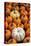 Miniature pumpkins-Lisa Engelbrecht-Premier Image Canvas