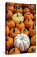 Miniature pumpkins-Lisa Engelbrecht-Premier Image Canvas