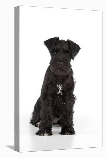 Miniature Schnauzer 10 Week Old Puppy Sitting Down-null-Premier Image Canvas