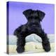 Miniature Schnauzer 10 Week Old Puppy-null-Premier Image Canvas